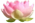 ind.lotus Kopie